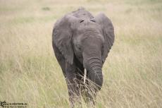 IMG 8138-Kenya, babay elephant seen in Masai Mara